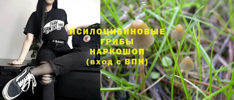 Псилоцибиновые грибы Psilocybine cubensis  Дагестанские Огни 